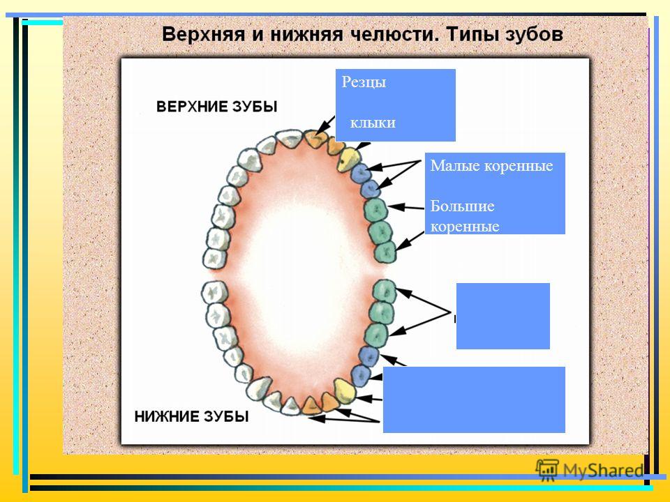 Какие зубы выпадают у детей. Нижние резцы зубы. Зубы резцы где находятся у людей. Малые большие клыки резцы.