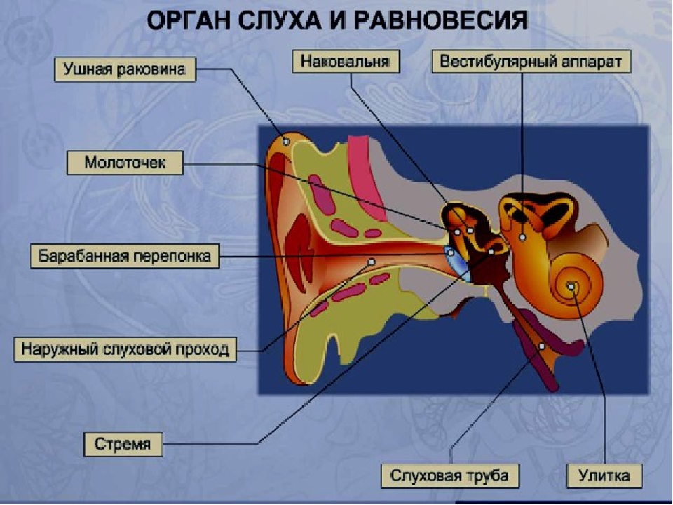 Слуховые рецепторы находятся в органе. Строение анализатора органа равновесия. Слуховой Рецептор внутреннее ухо улитка. Слуховой анализатор и вестибулярный аппарат. Рецепторы слухового анализатора находятся.
