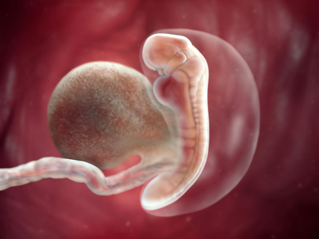 Развитие эмбриона на ранних сроках беременности