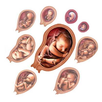 Внутриутробный период развития ребенка