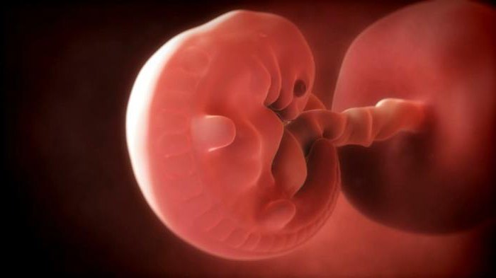 прикрепление эмбриона к матке