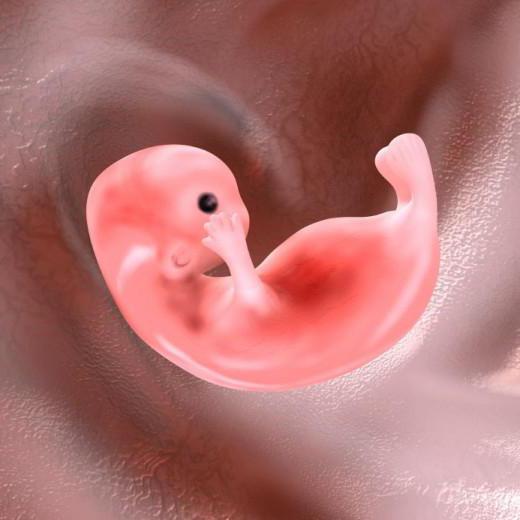 перенос эмбрионов при эко