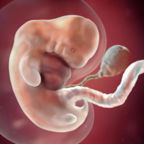 этапы эмбриогенеза