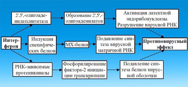 Противовирусный эффект интерферона