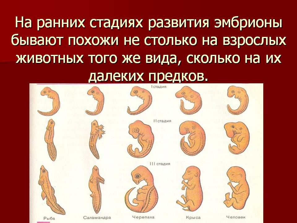 1 стадия зародышевого развития