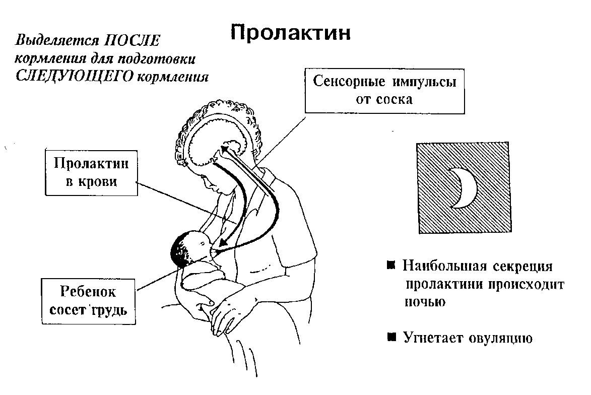 Схема регуляции лактации