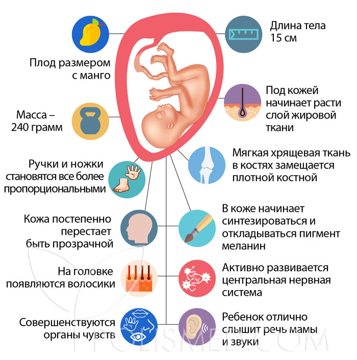 Как расположен ребенок на 20 неделе беременности в животе фото