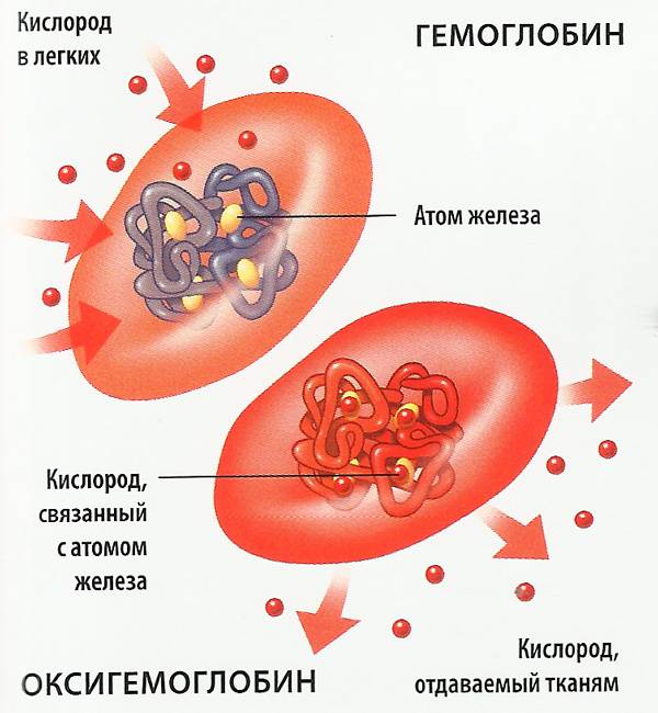 Гемоглобин в эритроцитах