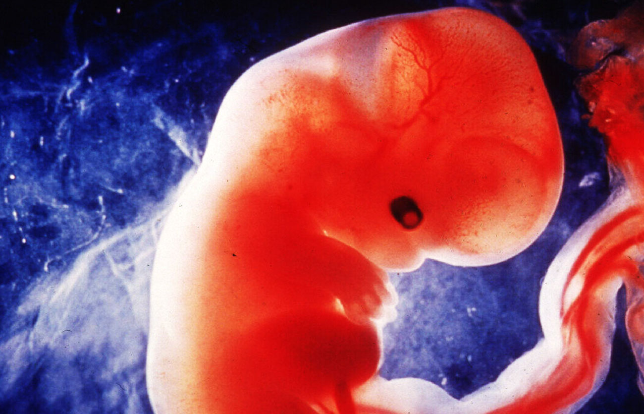 эмбрион 8 день