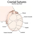 Cranial sutures shown from top of head. 