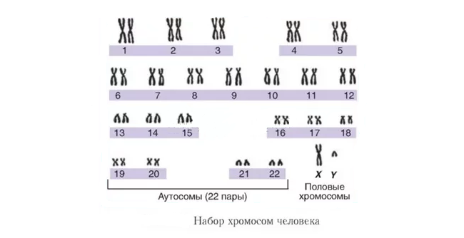 Хромосомы человека