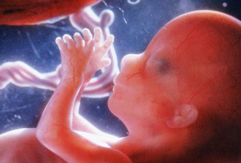 развитие эмбриона по неделям беременности