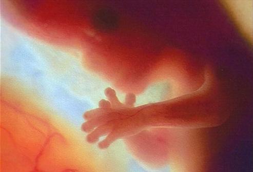 развитие эмбриона первые недели
