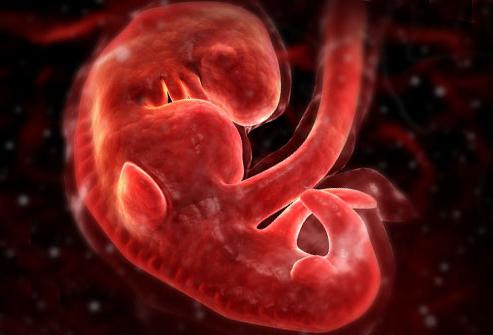 развитие человеческого эмбриона по неделям 