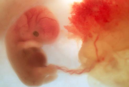 таблица развития эмбриона по неделям