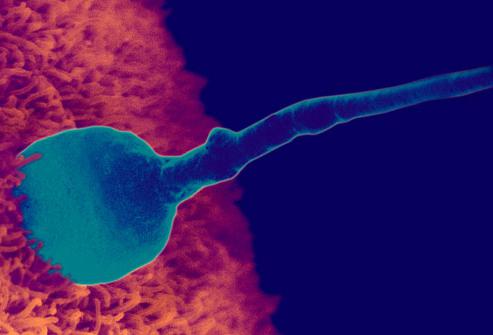 развитие эмбриона по неделям 