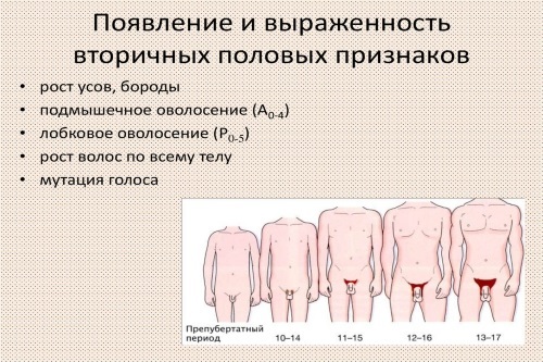Пубертатный период у мальчиков возраст признаки – Пубертатный период у мальчиков: признаки, особенности
