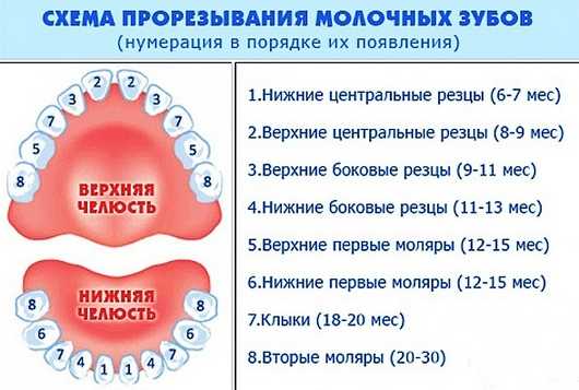 Когда первые зубы – Во сколько месяцев у детей появляются первые зубы? Схема прорезывания зубов